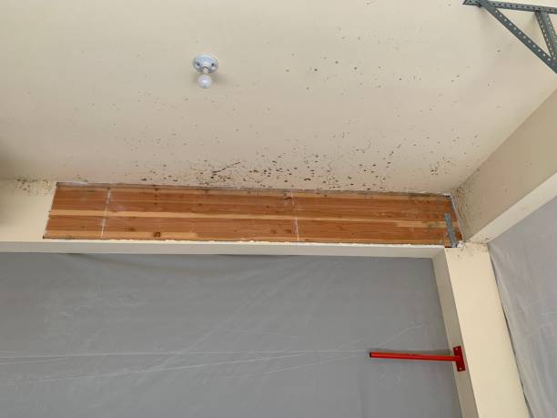 Best Attic Mold Removal  in Saw Creek, PA