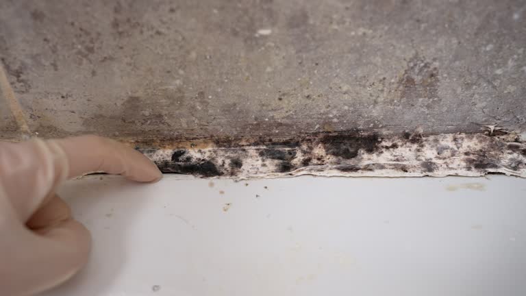 Best Black Mold Removal  in Saw Creek, PA